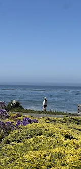 A seaside scene with a clear blue sky, calm ocean, a person walking along the shore, and colorful shrubs in the foreground, sunny day.