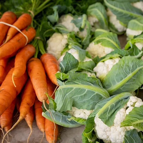 Fresh orange carrots are held next to cauliflower heads in a garden harvest.