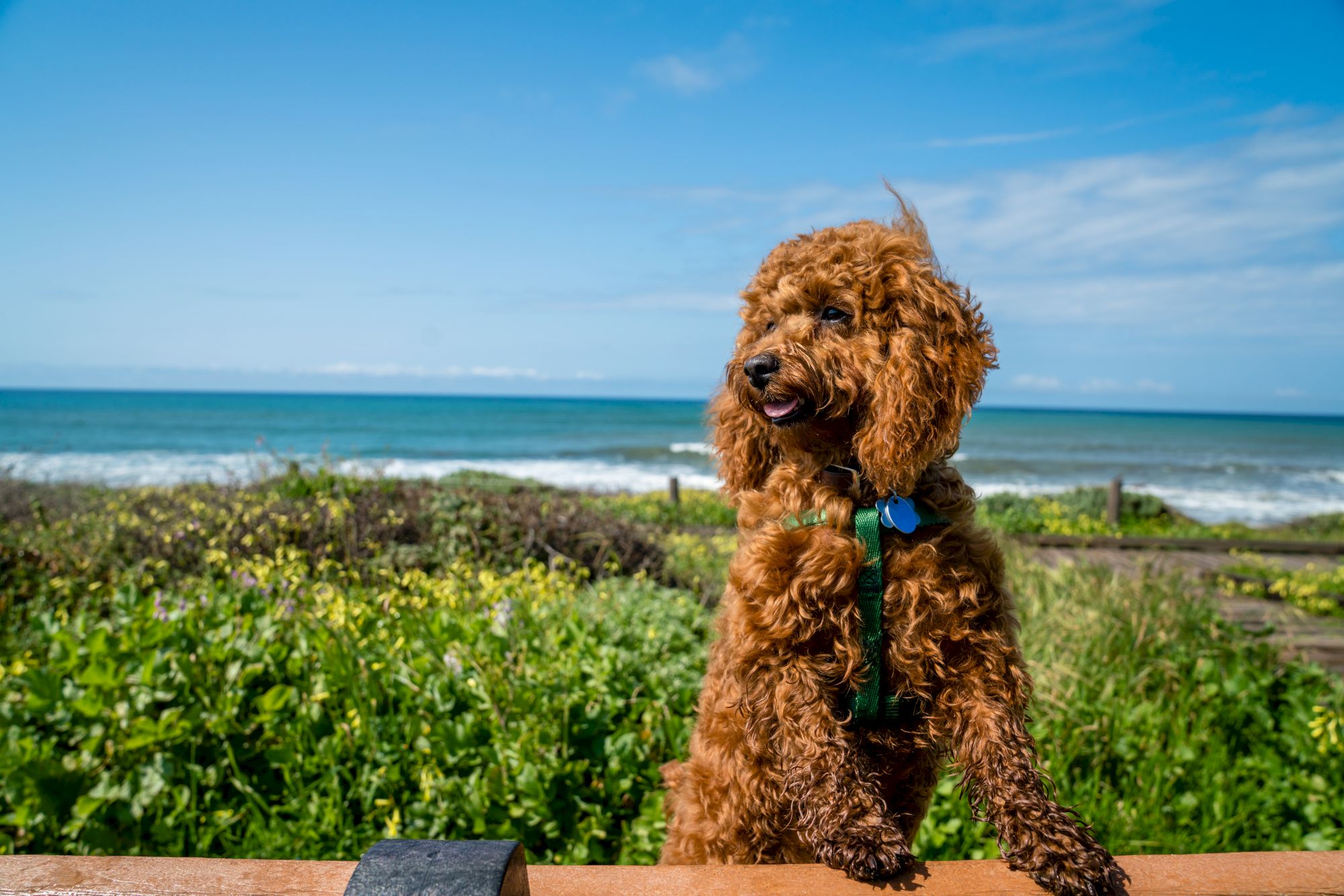 A curly brown dog wearing a blue collar sits on a seaside railing with the ocean, waves, and greenery in the background, looking ahead.