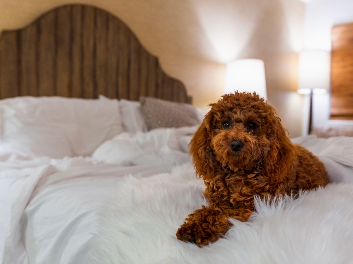 A small brown dog sits on a white fluffy bed in a cozy hotel room with lamps and headboard behind it.