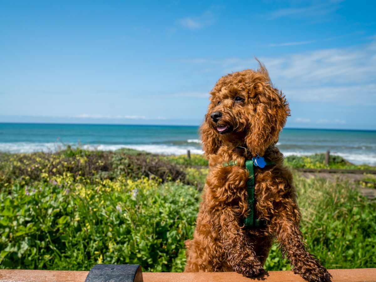 A curly brown dog wearing a blue harness sits on a wooden railing by a coastal beach with green plants and blue ocean in the background.