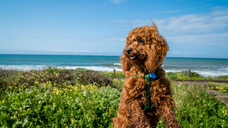 A curly brown dog wearing a blue harness sits on a wooden railing by a coastal beach with green plants and blue ocean in the background.