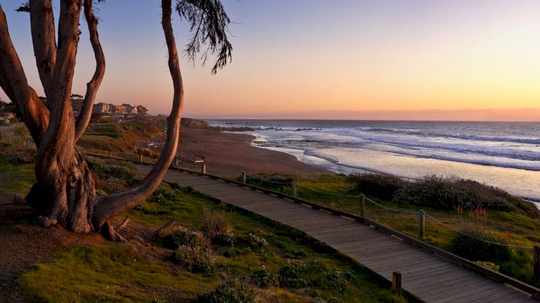 A coastal sunset with a wooden boardwalk winding along the grassy shoreline, trees leaning over the path, and calm waves meeting the horizon at dusk.