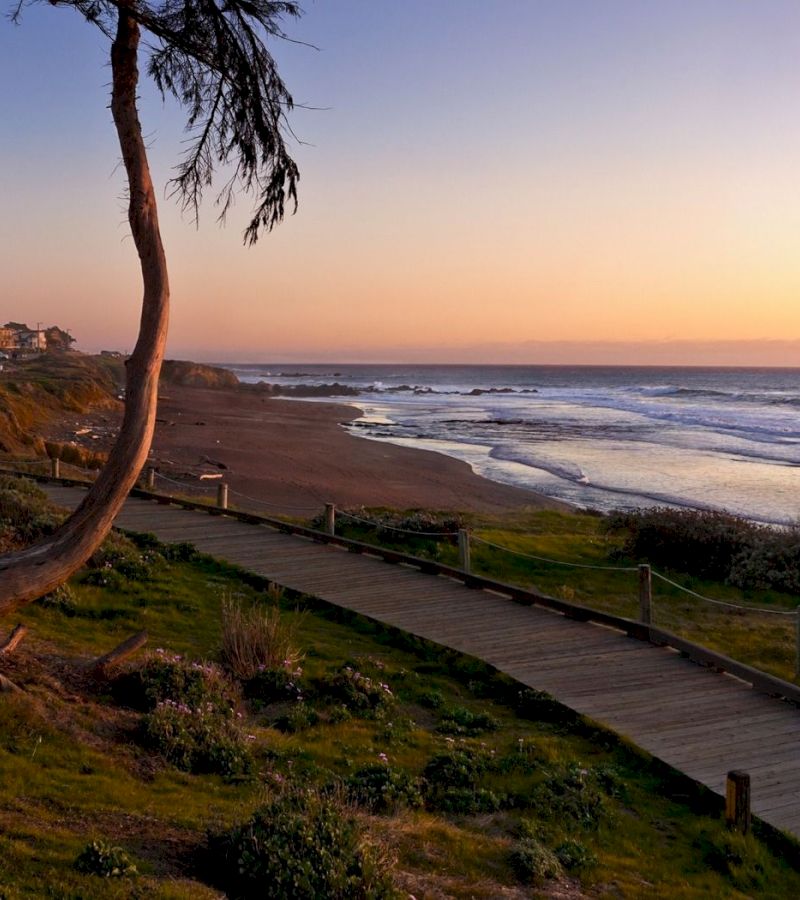 A serene beach scene with a wooden pathway leading to the shore, a tree in the foreground, and a sunset sky in the background.
