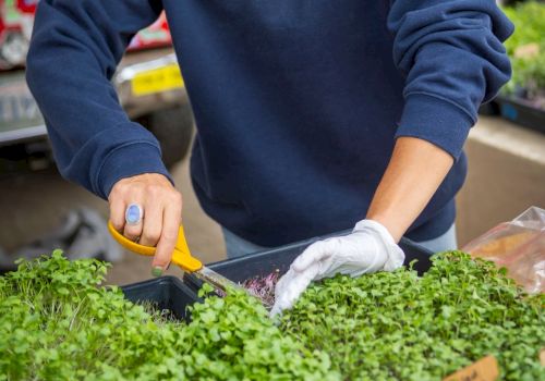 A worker in gloves trims and packages fresh leafy greens at a market or farm stand.