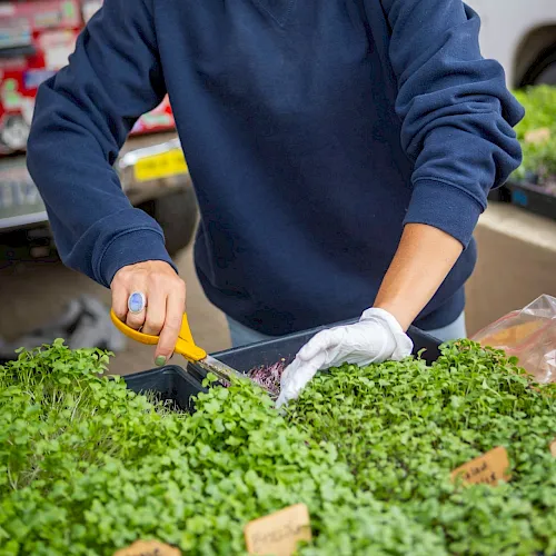 A worker in gloves trims and packages fresh leafy greens at a market or farm stand.